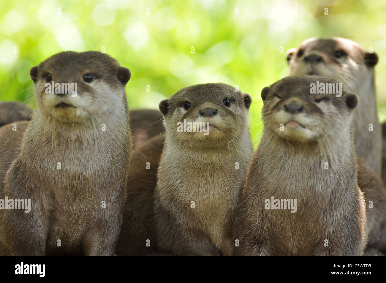 Group of Otters Stock Photo Alamy