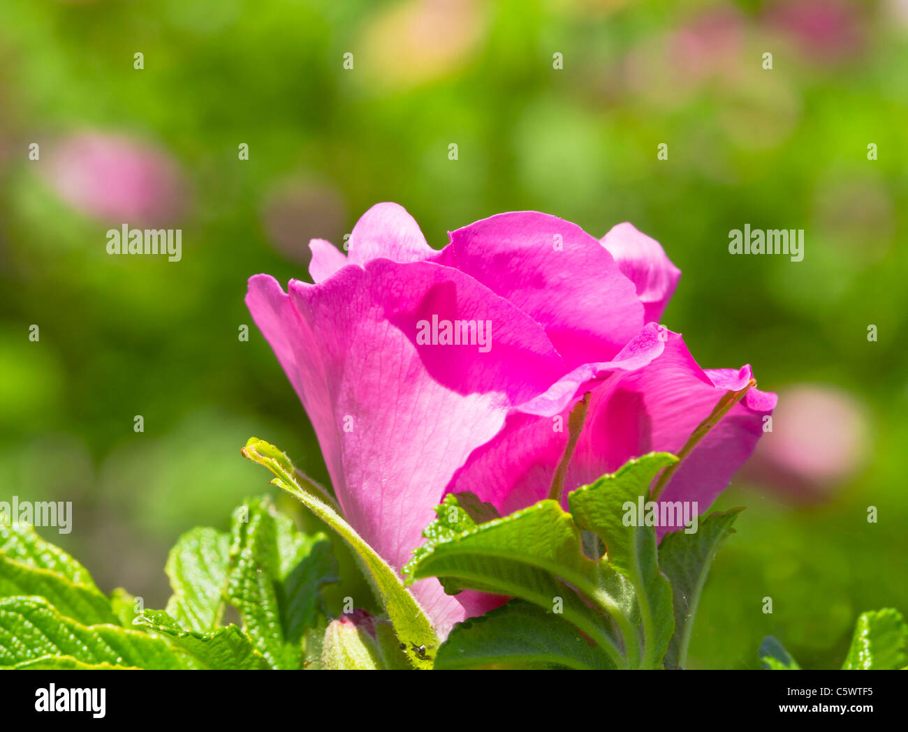 wild rose flower Stock Photo
