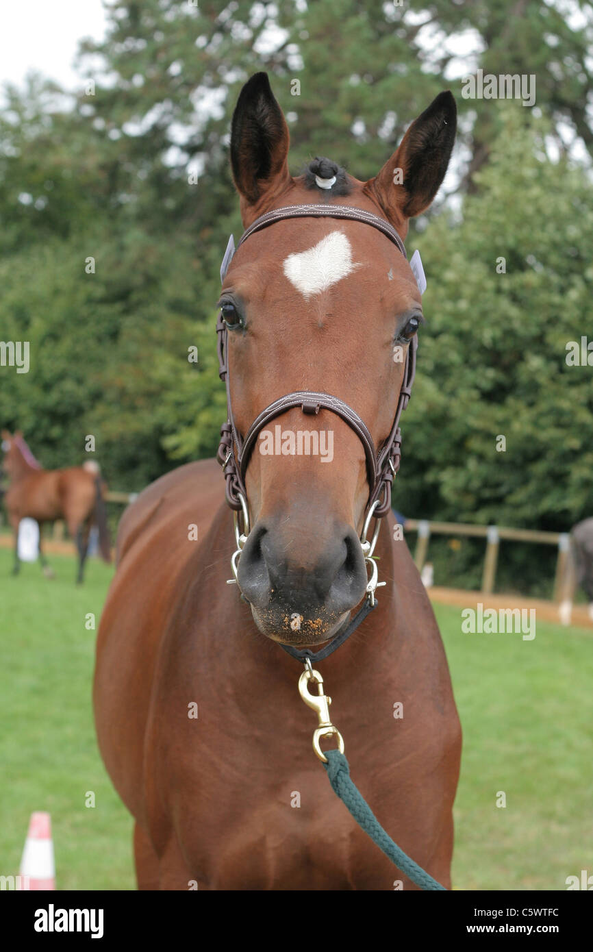 Portrait of a horse racing France championship saddle horses, Haras du