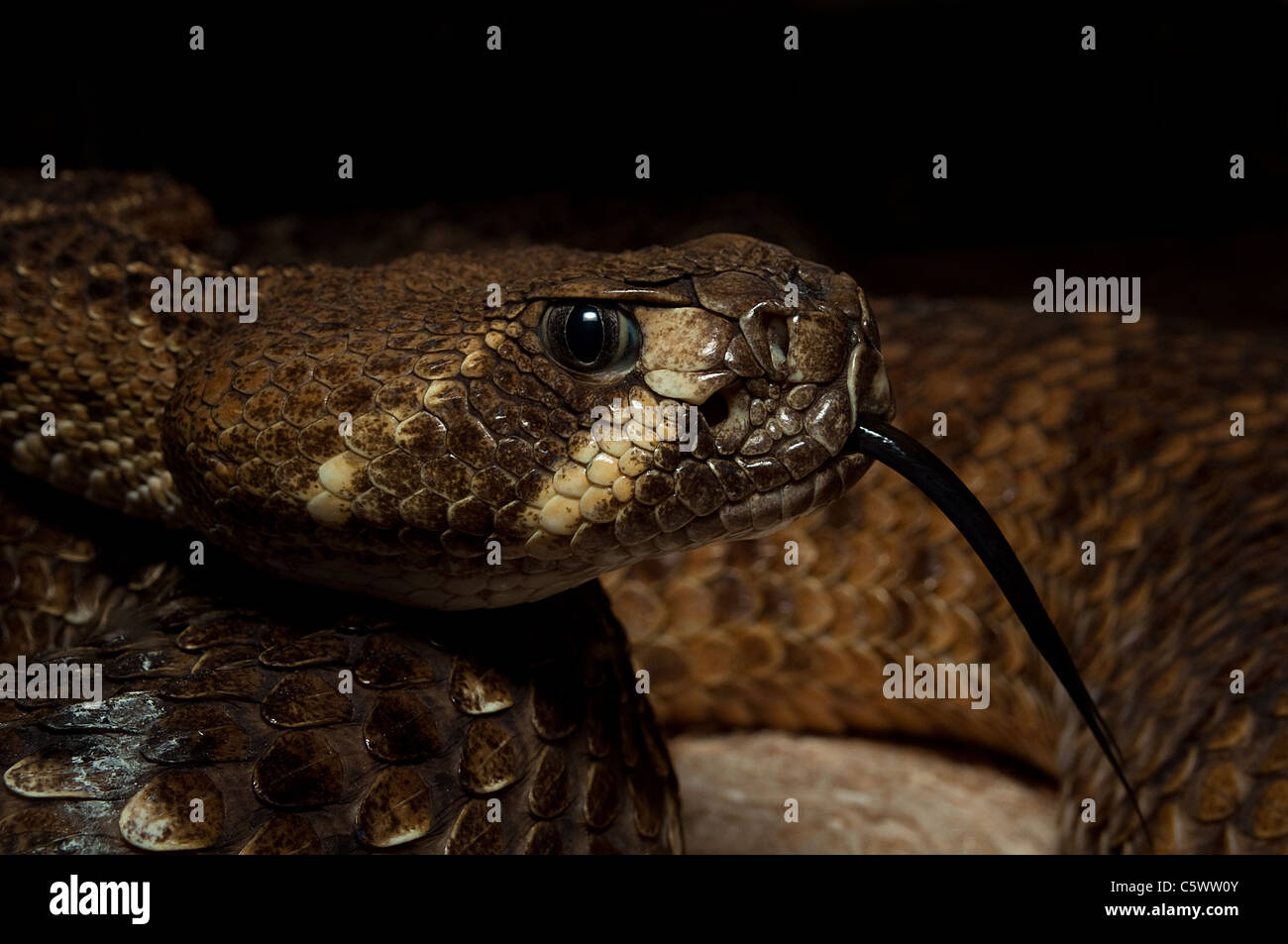Western Rattlesnake with tongue out Stock Photo