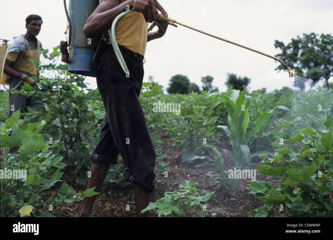INDIA Madhya Pradesh , farm worker spray a chemical pesticide herbicide cocktail in gene modified BT cotton field against pest like Bollworm and weed Stock Photo