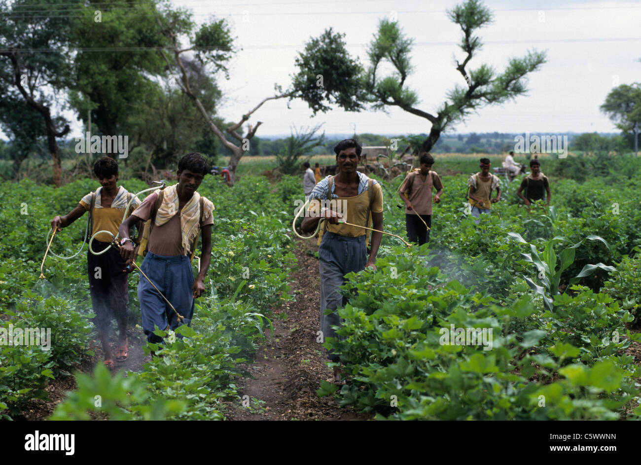 INDIA Madhya Pradesh , farm worker spray a chemical pesticide herbicide cocktail in gene modified BT cotton field against pest like Bollworm and weed Stock Photo