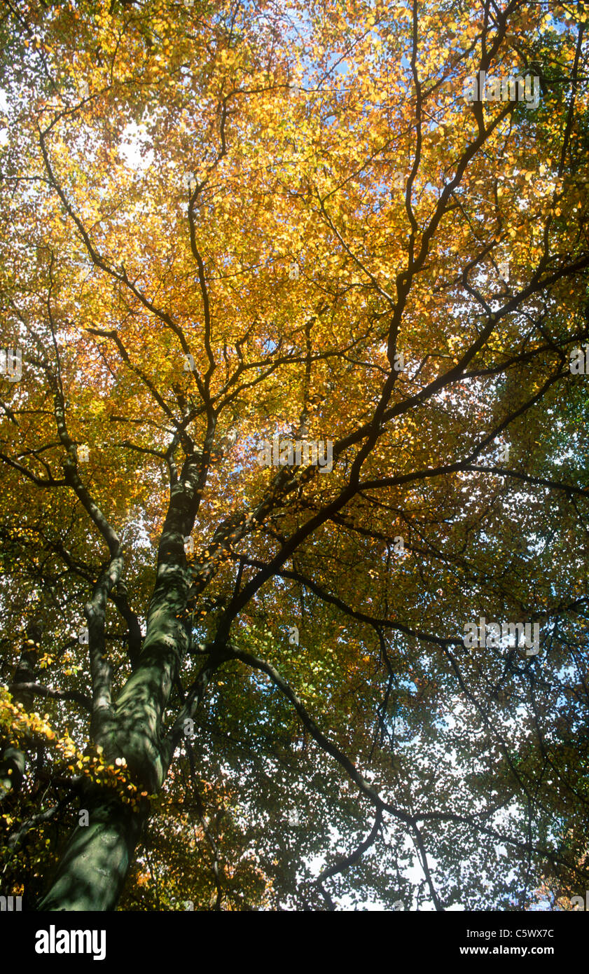 Beech trees, Fagus sylvatica in Autumn, Padley, Derbyshire (Peak District) Stock Photo