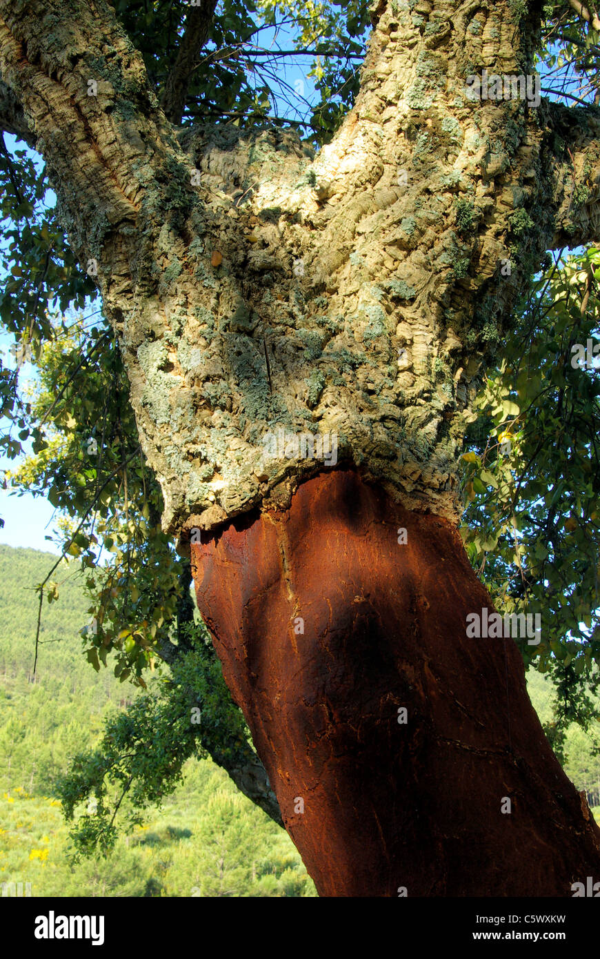 Korkeiche - cork oak 42 Stock Photo