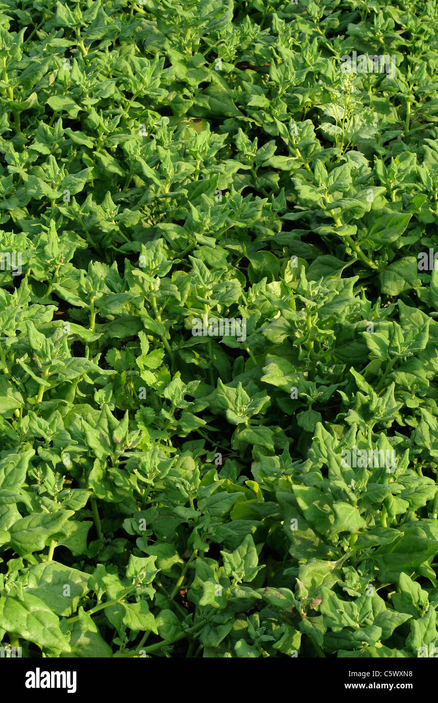 Vegetable bed : New Zealand spinach (Tetragonia tetragonioides). Stock Photo