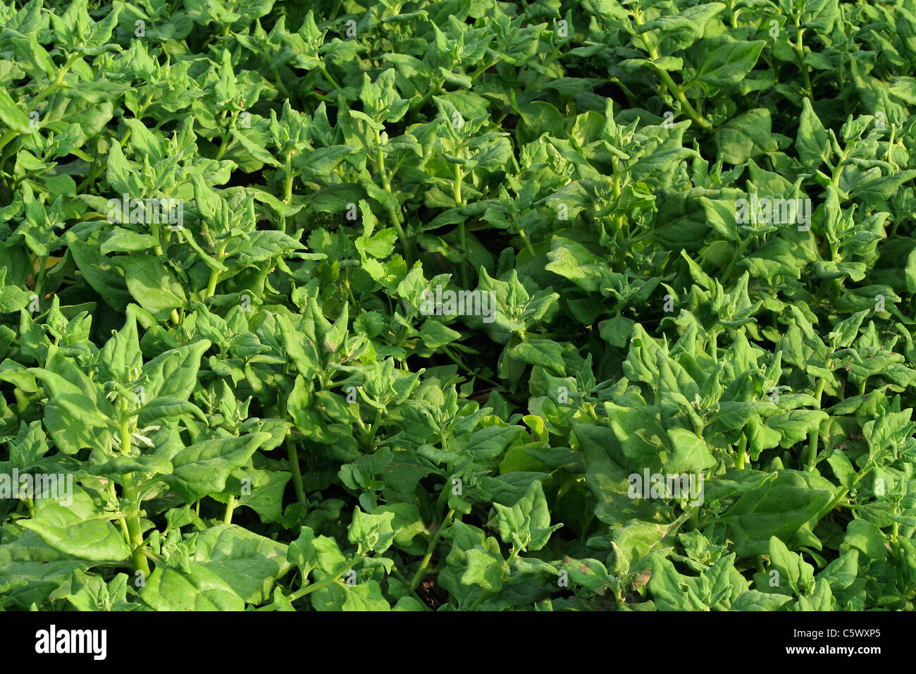 Vegetable bed : New Zealand spinach (Tetragonia tetragonioides). Stock Photo