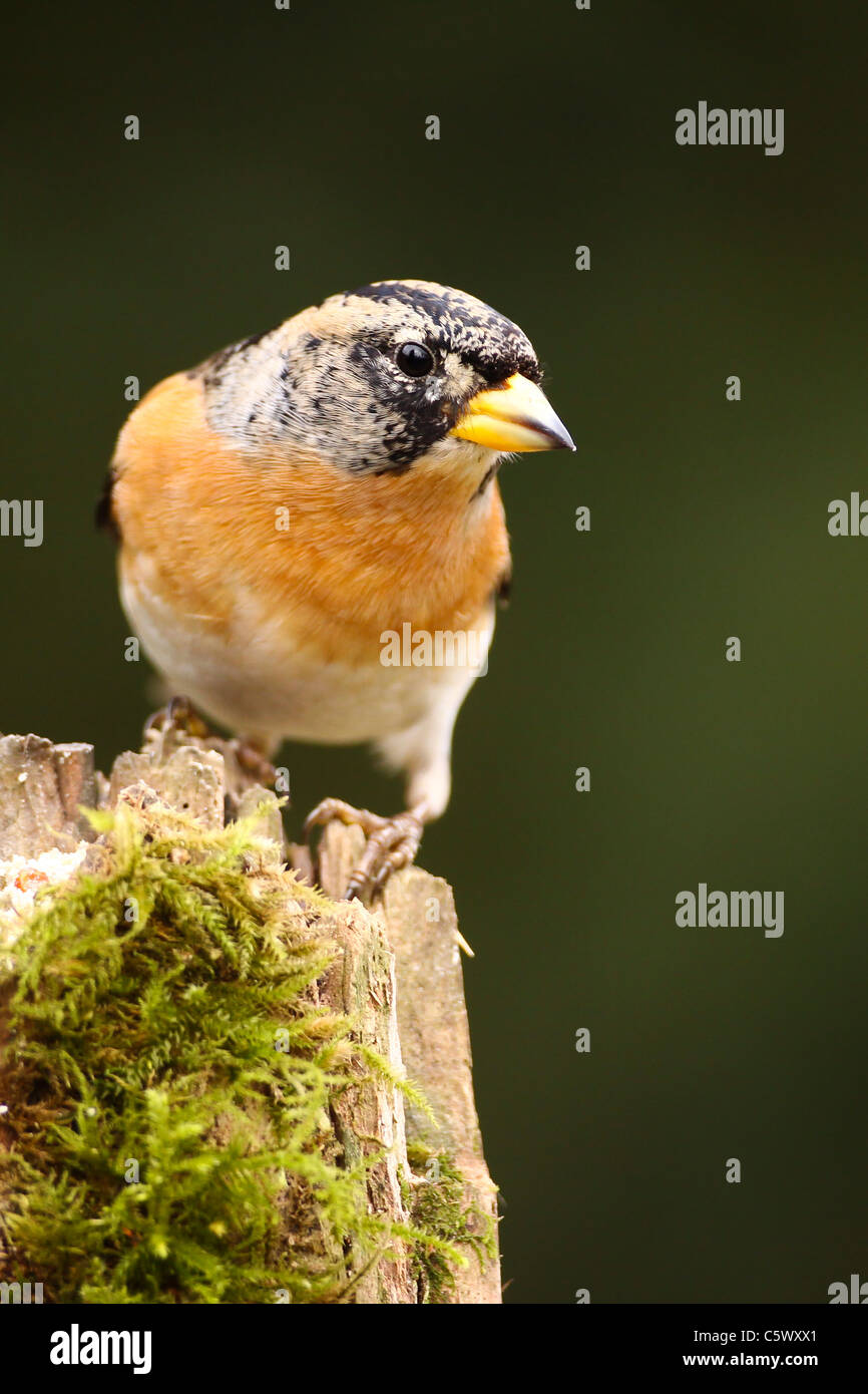 Brambling perched looking for food Stock Photo