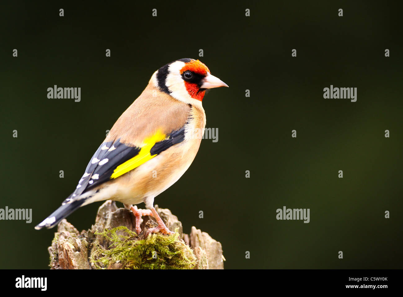 Goldfinch perched in our garden in Winterslow Stock Photo
