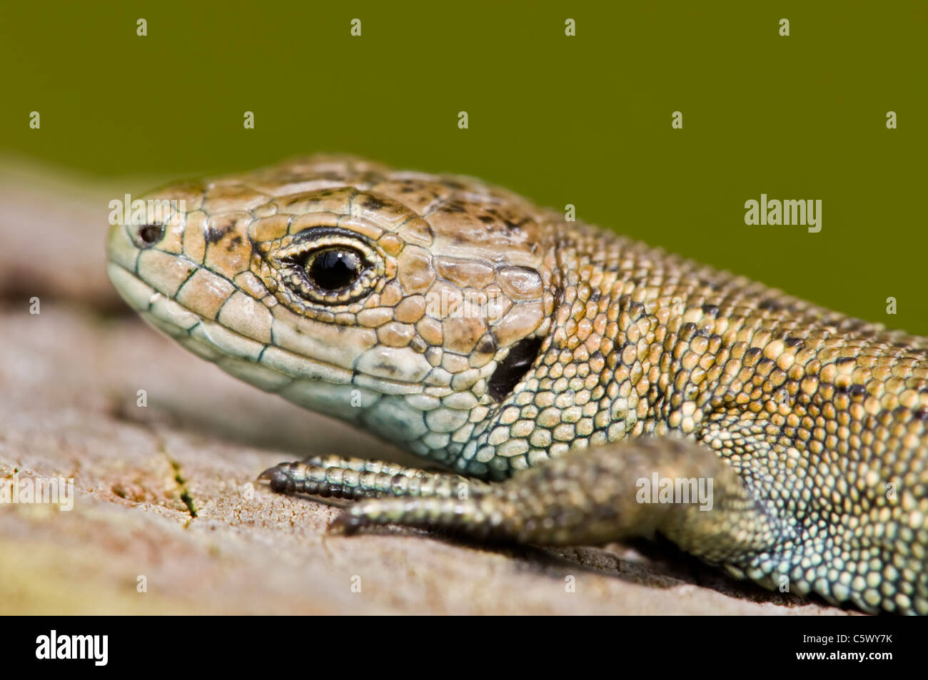 Viviparous or Common Lizard close up Stock Photo
