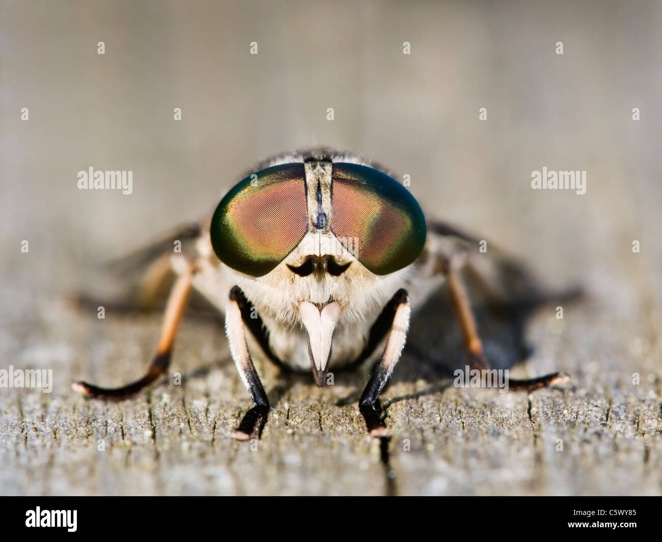 Horse fly resting on wooden fence Stock Photo