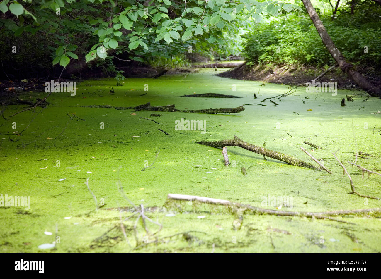 Polluted river with broken branches and green water Stock Photo