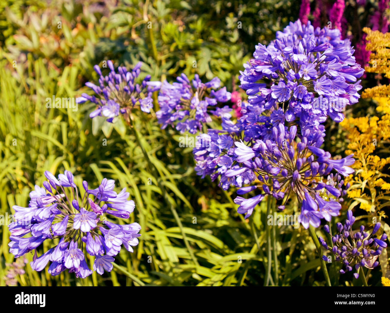 Close up of flowers in the Oxburgh Hall vegetable garden, Victorian
