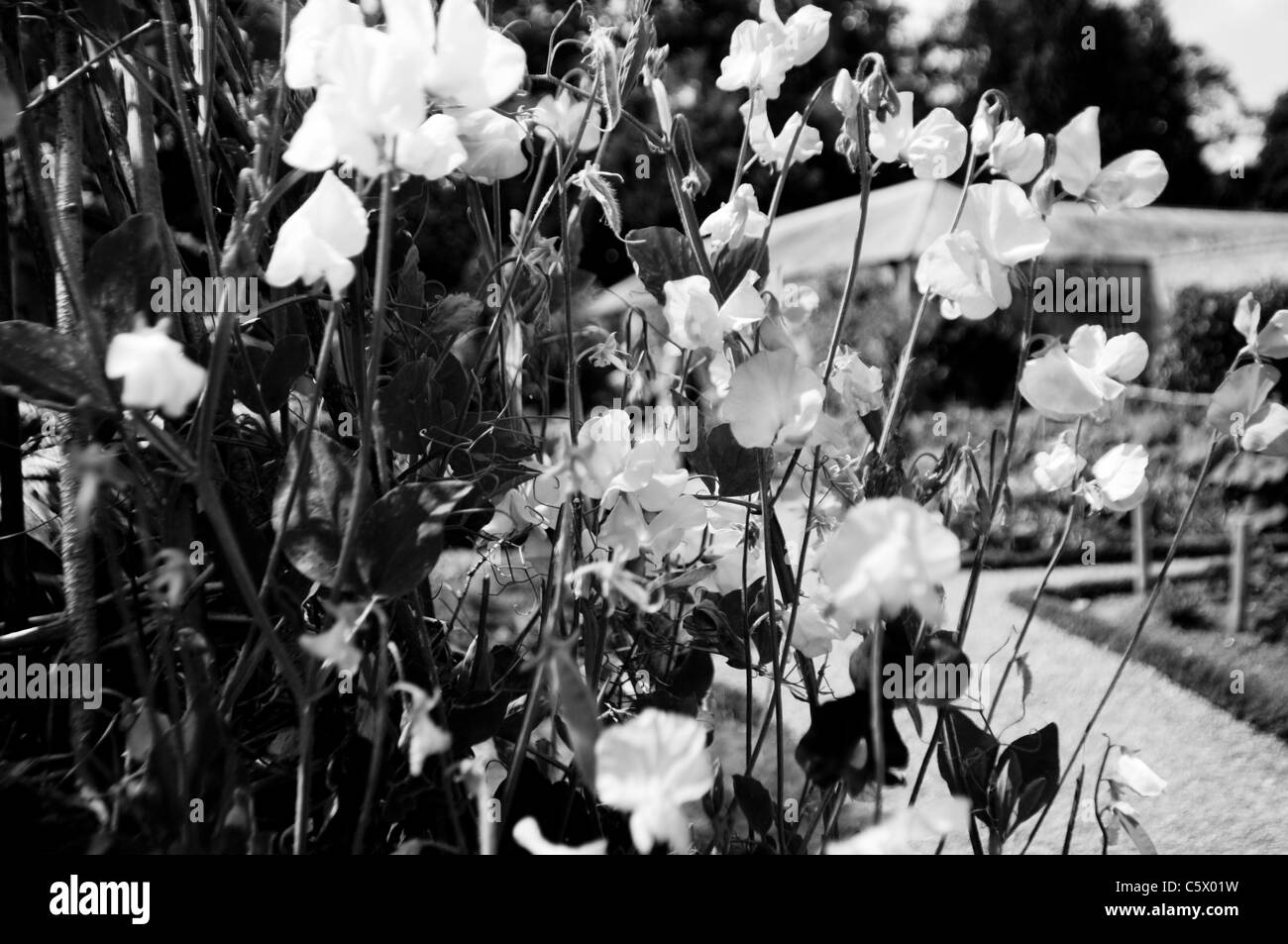sweet pea, oxburgh hall, garden, gardens, national trust, flowers, sweet pea floral display, black and white, sweet pea cluster Stock Photo