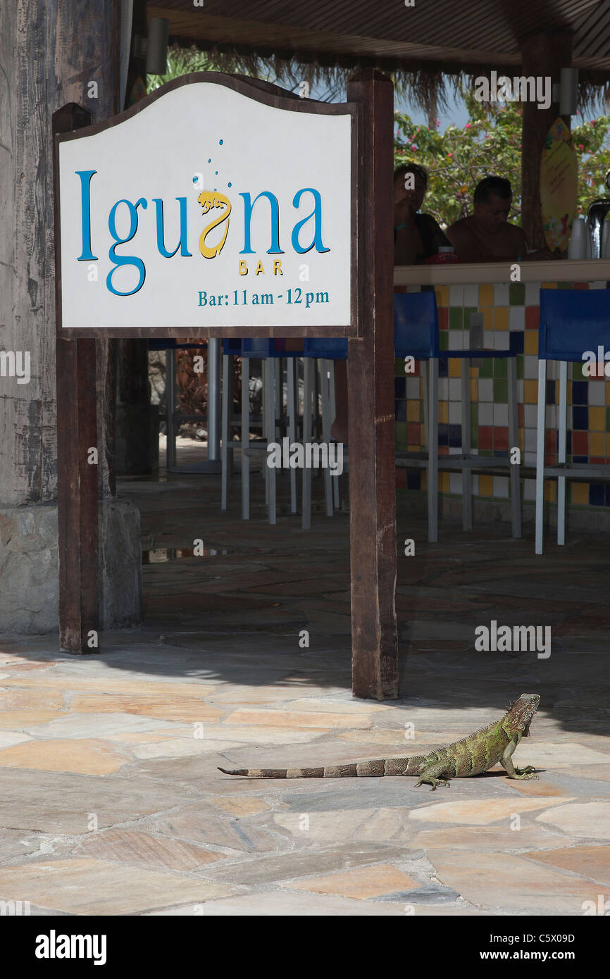 Wild Green iguana at the Iguana Bar, Sunspree Holiday Inn Resort, Aruba, Dutch Caribbean Stock Photo