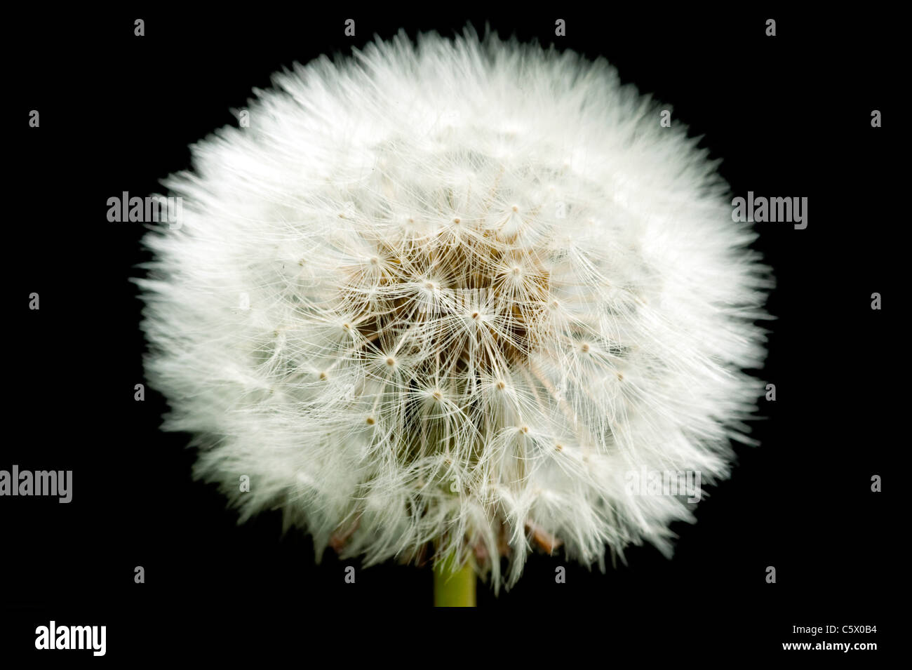 Dandelion seed head closeup against black background Stock Photo