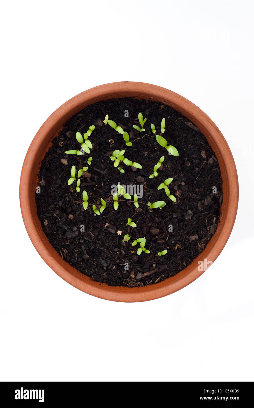 Marigold sprout Cut Out Stock Images & Pictures Alamy