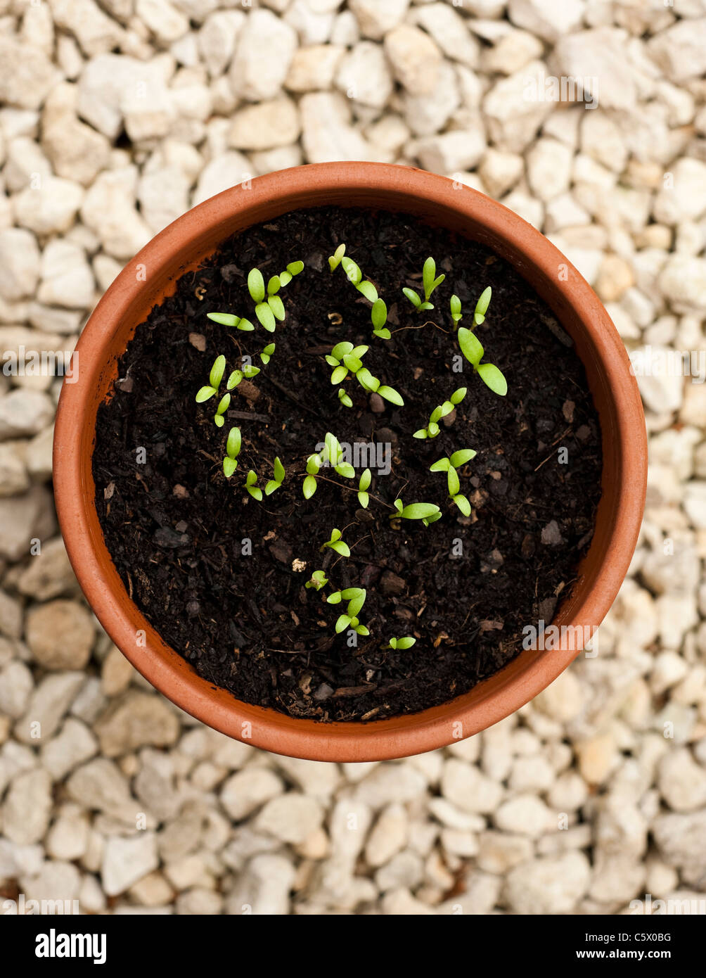 Marigold Sprout High Resolution Stock Photography And Images Alamy Marigold Sprout High Resolution Stock Photography And Images Alamy