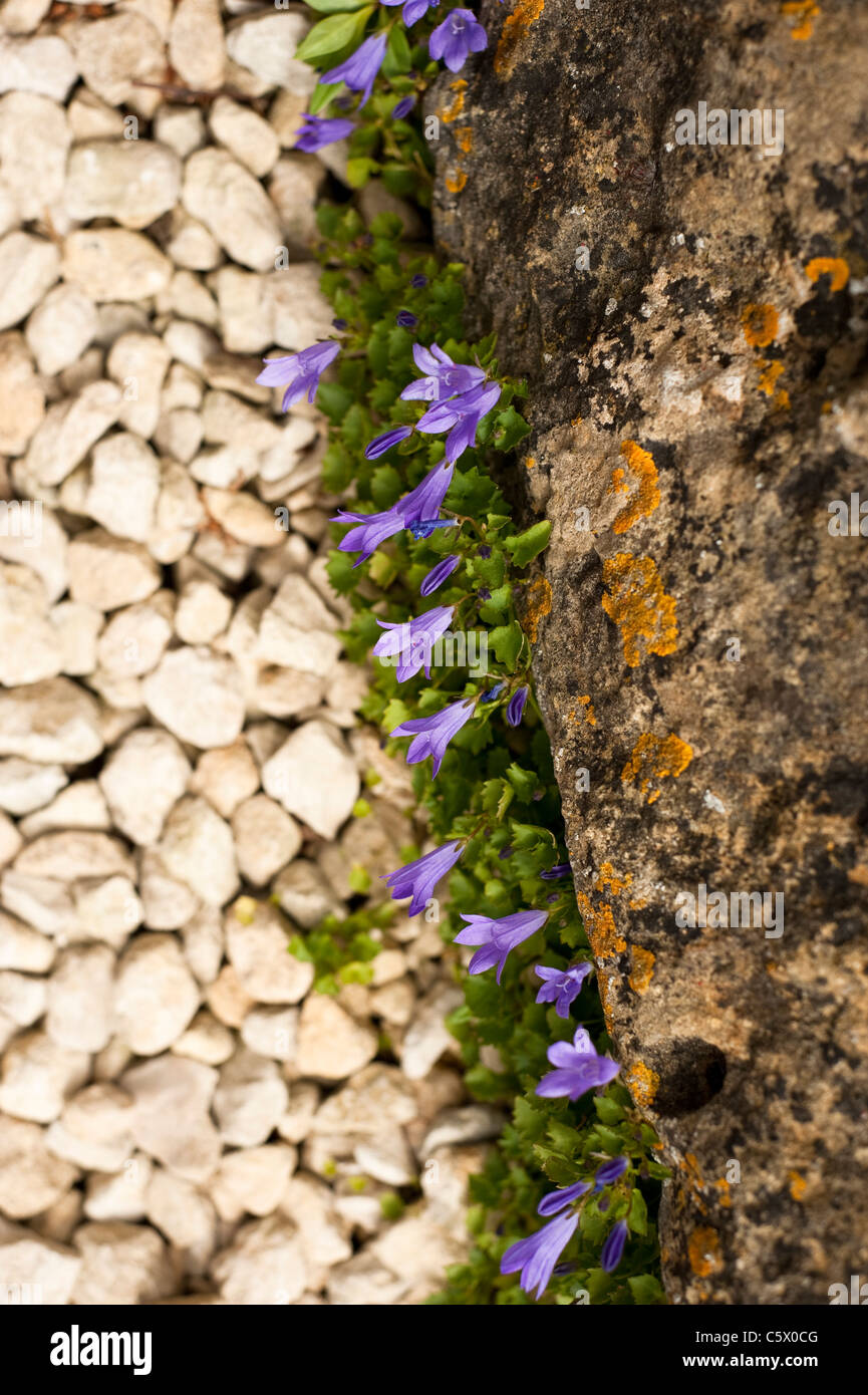 Campanula portenschlagiana, Wall or Adria Bellflower growing along the edge of a rockery Stock Photo