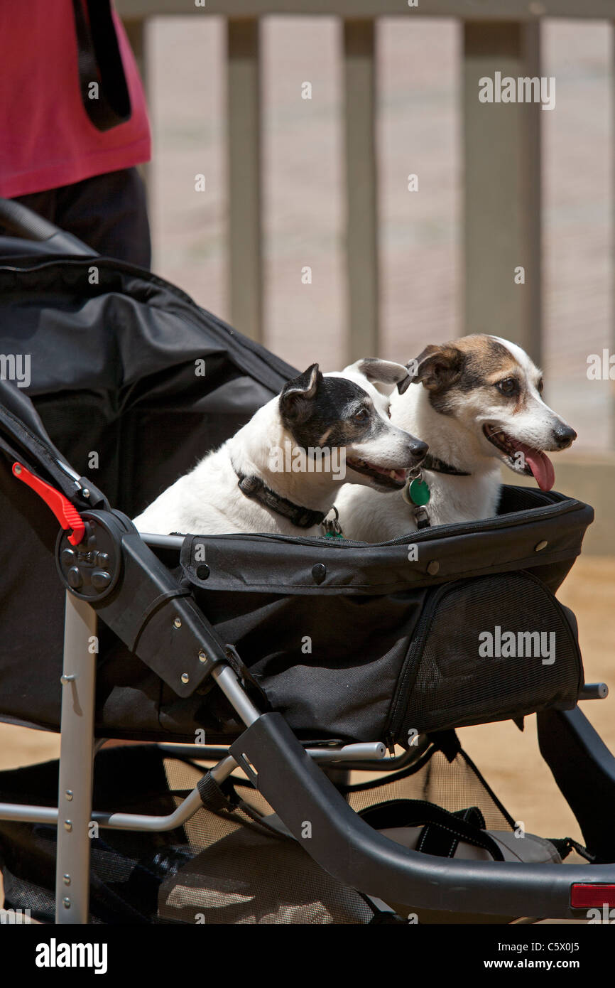 Two dogs riding in prams in Sienna Tuscany Italy Stock Photo