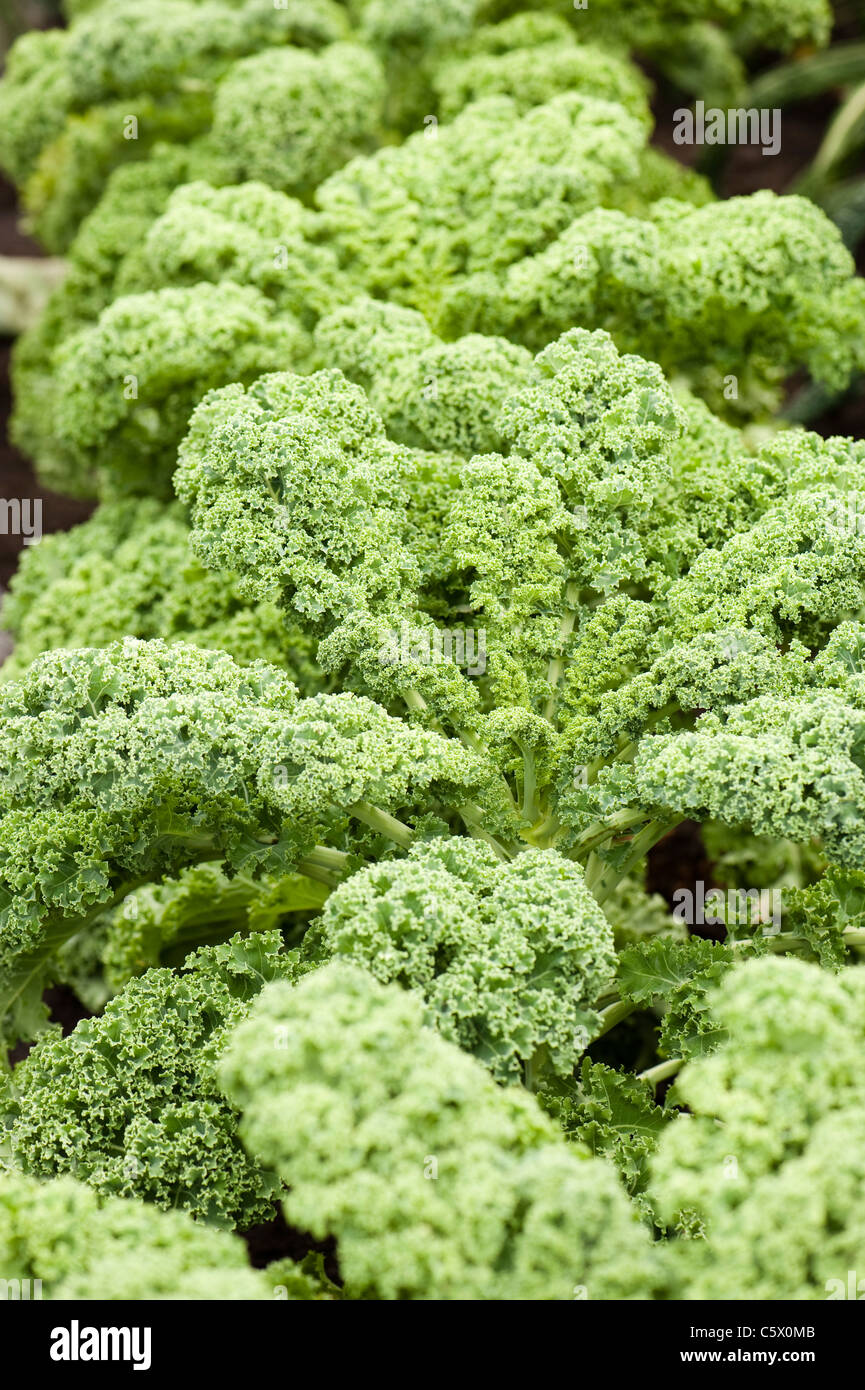 Kale Redbor, Brassica oleracea Stock Photo Alamy