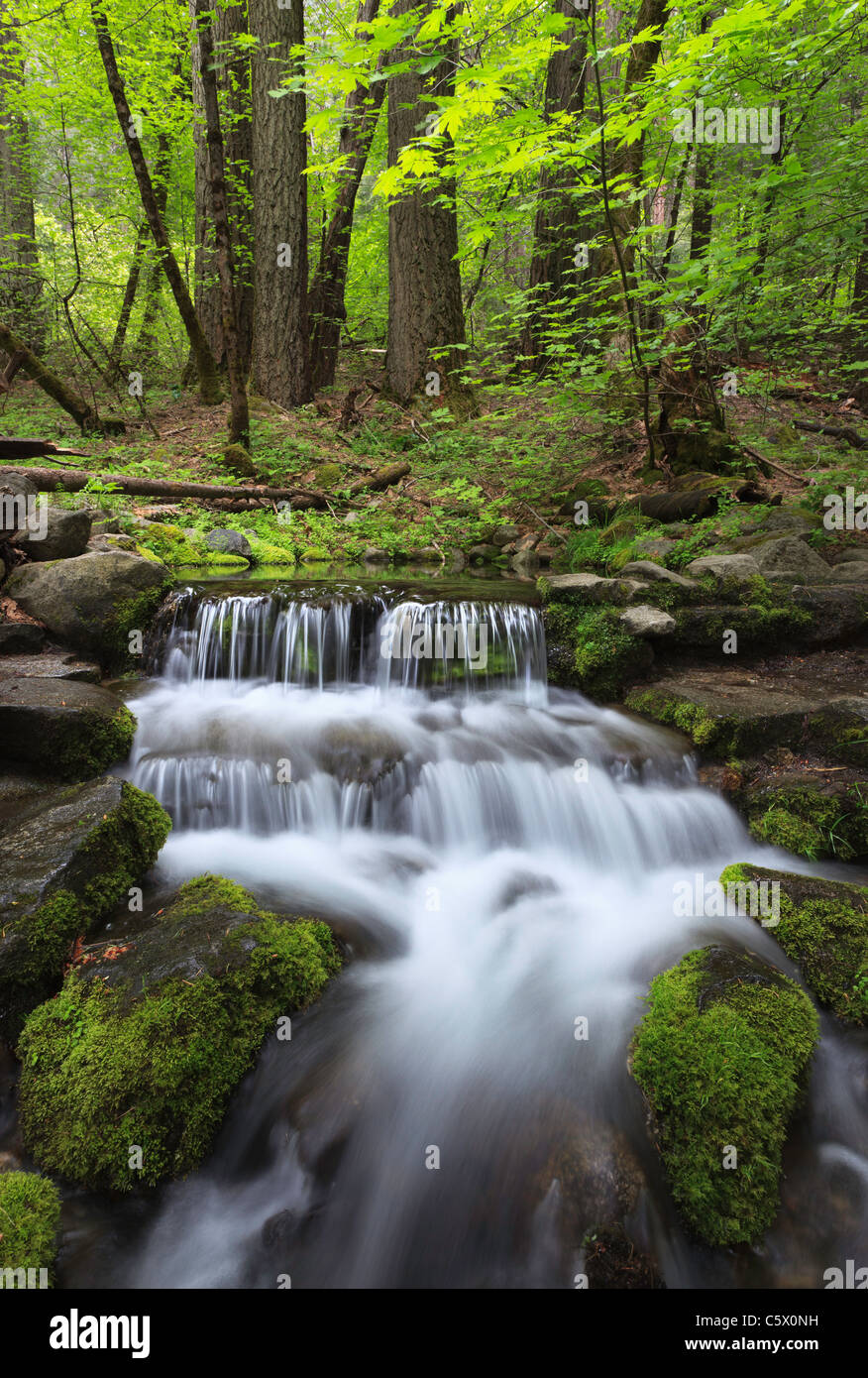Forest stream in spring Stock Photo - Alamy