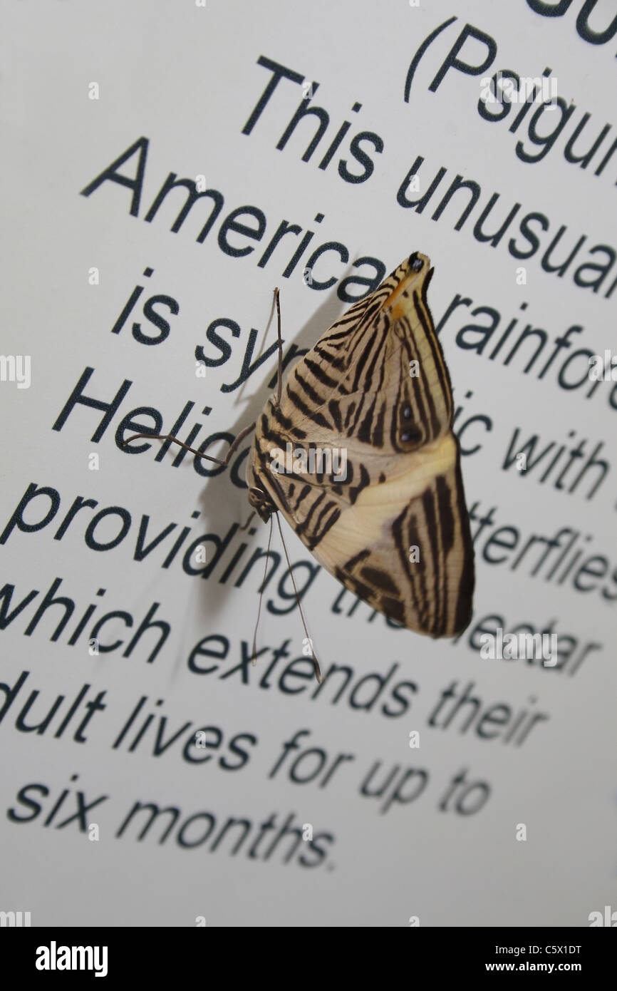 butterfly Tropical Butterfly House, Wildlife & Falconry Centre, North
