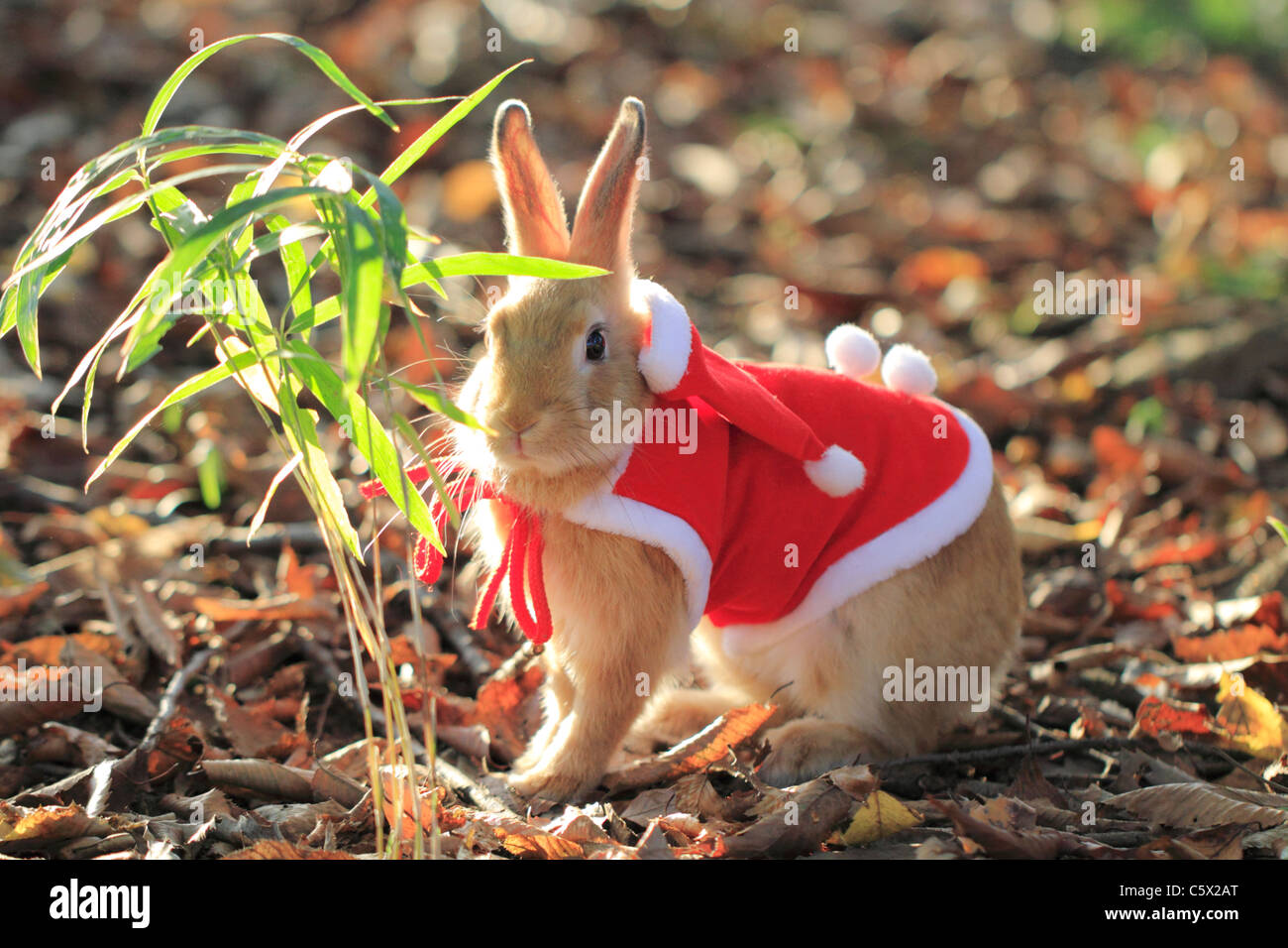 Netherland Dwarf Cute High Resolution Stock Photography and Images - Alamy