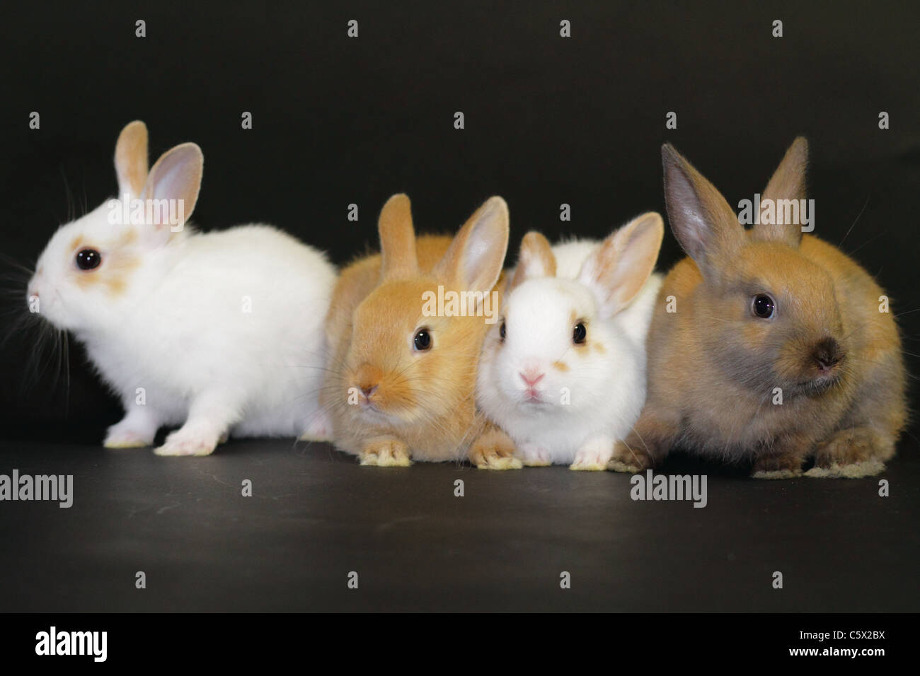 Old Rabbit High Resolution Stock Photography and Images Alamy