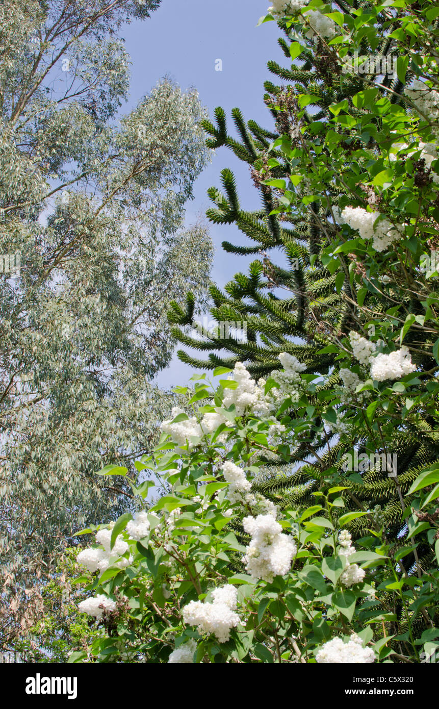 Araucaria araucana, Monkey puzzle and Syringa vulgaris, White lilac Stock Photo