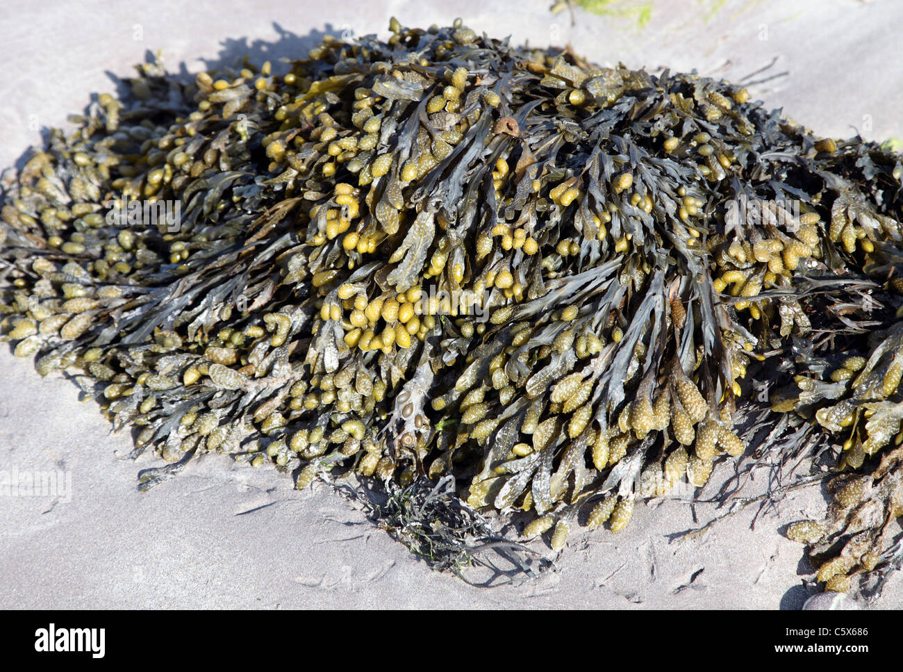 Egg Wrack seaweed, Acophyllum nodosum on a Kerry beach Stock Photo