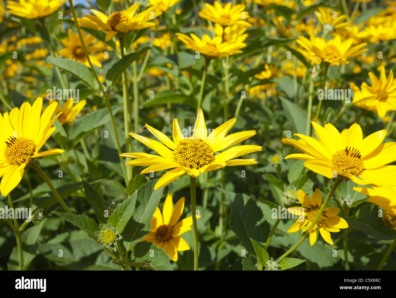 Stiff sunflower Helianthus pauciflorus Stock Photo