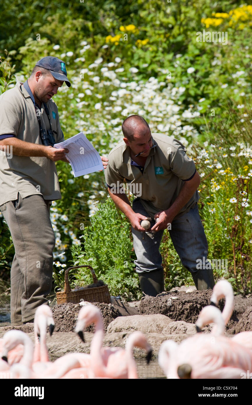Wardens inspecting the flamingo nests at WWT Slimbridge Stock Photo