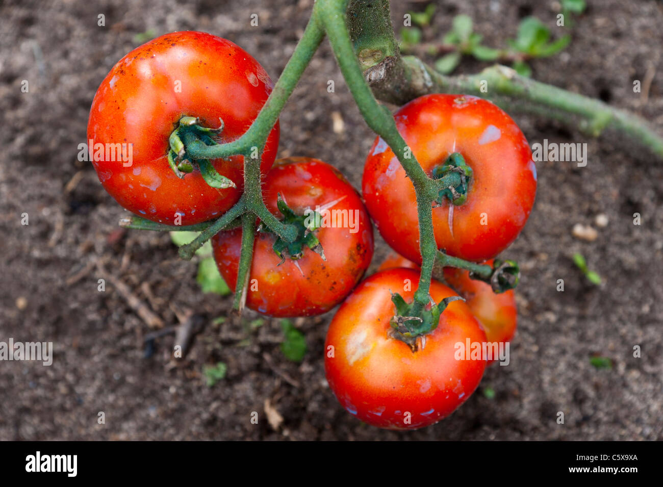Bunch 4 tomatoes hi-res stock photography and images - Alamy