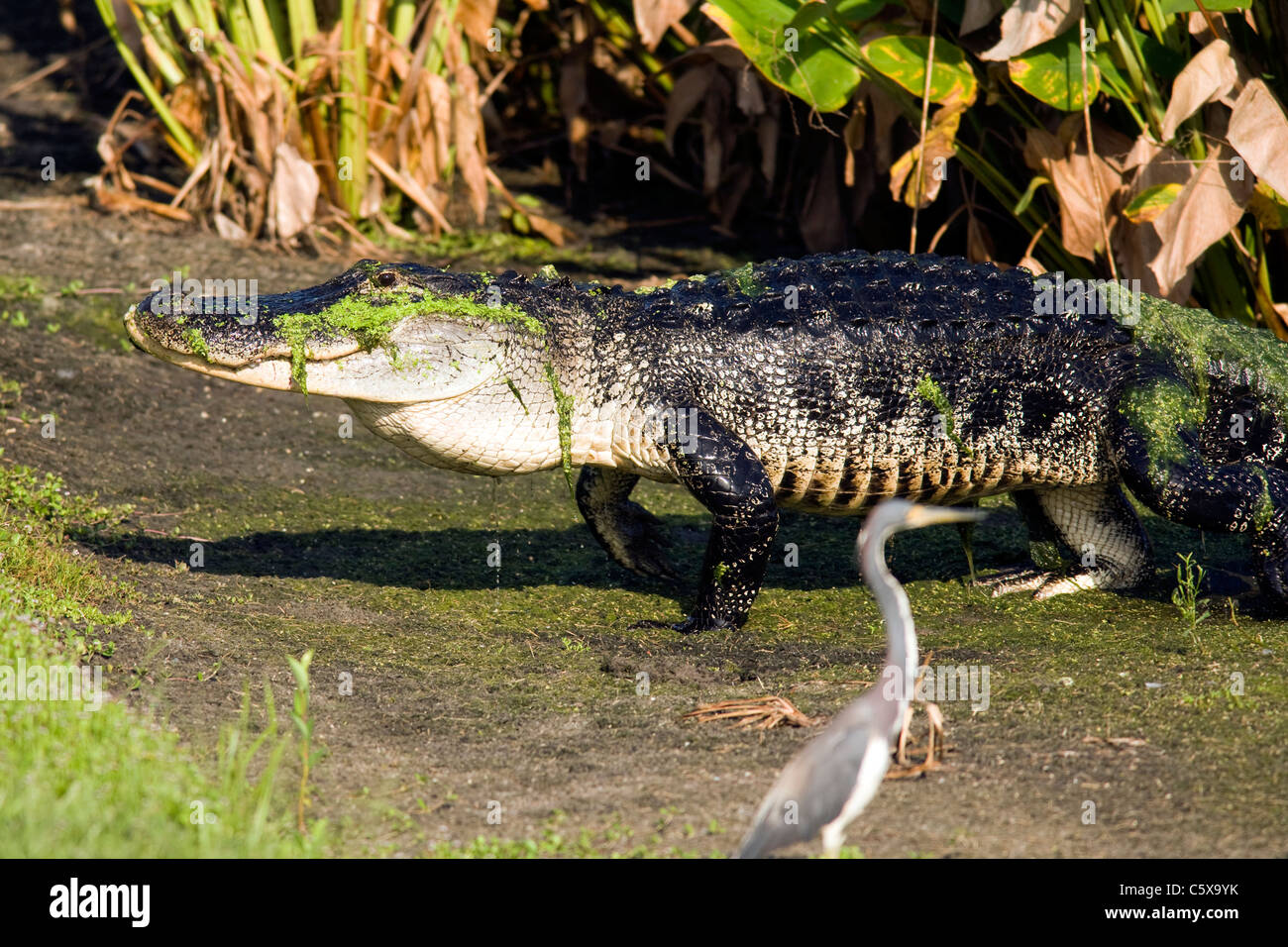 American Alligator walking - Green Cay Wetlands - Delray Beach, Florida USA Stock Photo