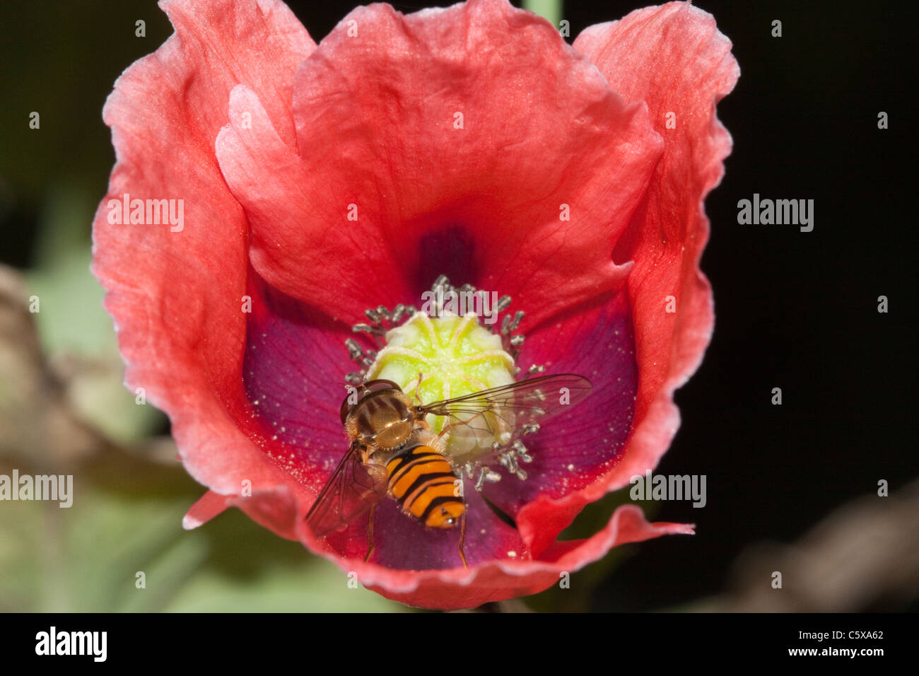 Hover fly (hoverfly), Episyrphus balteatus on a poppy in a garden, Kent, England, UK Stock Photo