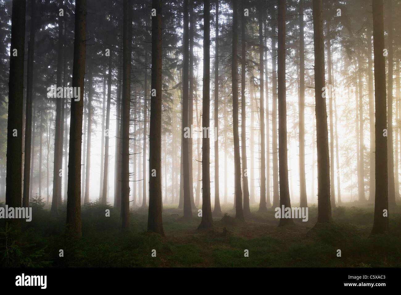 Misty in nature hi-res stock photography and images - Alamy