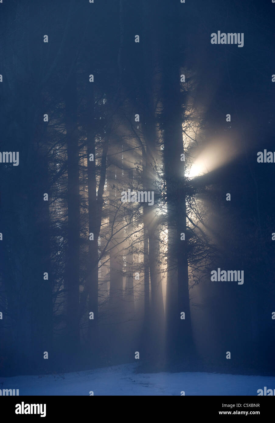 Austria, Salzkammergut, Mondsee, Morning mist over forest Stock Photo
