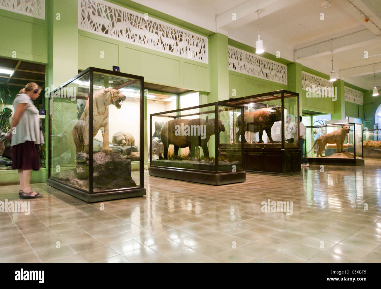 A white tigress inside the Chhatrapati Shivaji Maharaj Vastu Sangrahalaya museum in Mumbai India Stock Photo