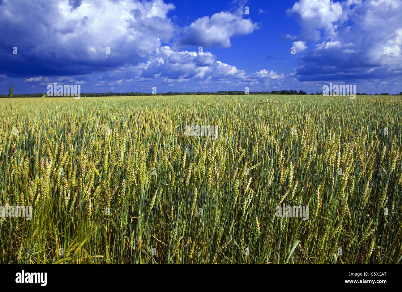 Ears of wheat on sky background Stock Photo - Alamy