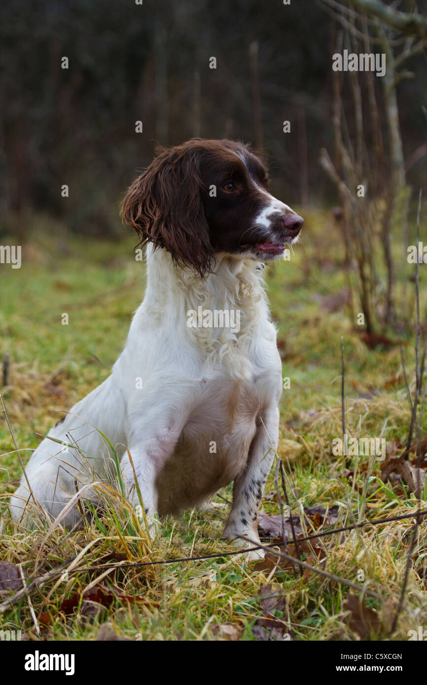 English springer spaniel Stock Photo - Alamy