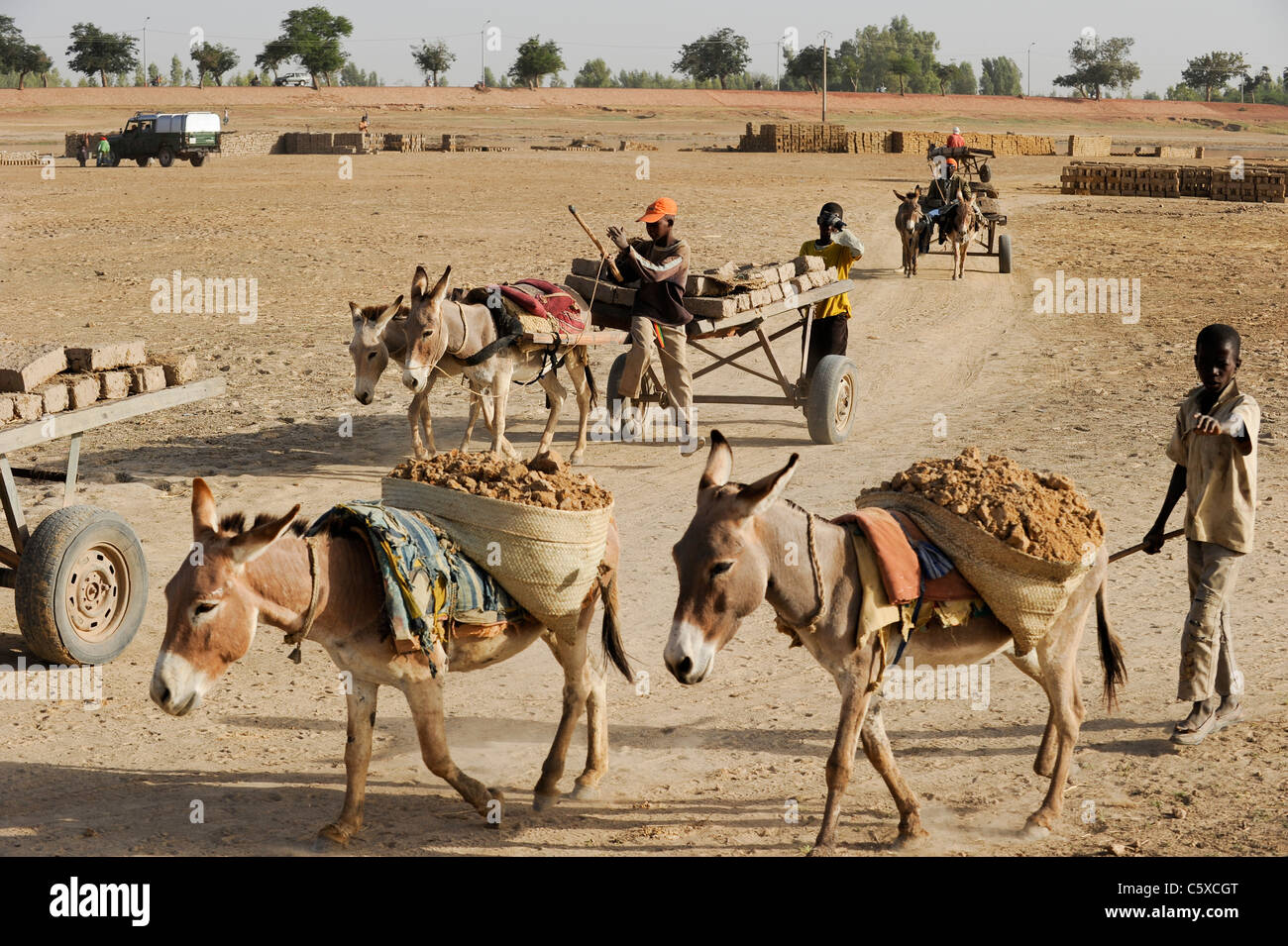 Africa MALI Mopti , clay architecture - worker make clay brick for building, transport with donkey, donkeys are a target by Chinese buyers for export Stock Photo