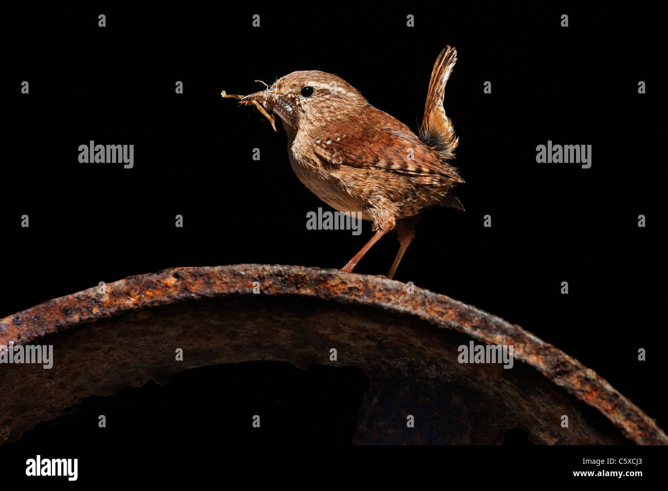 Wren on metal wheel with insect. Stock Photo