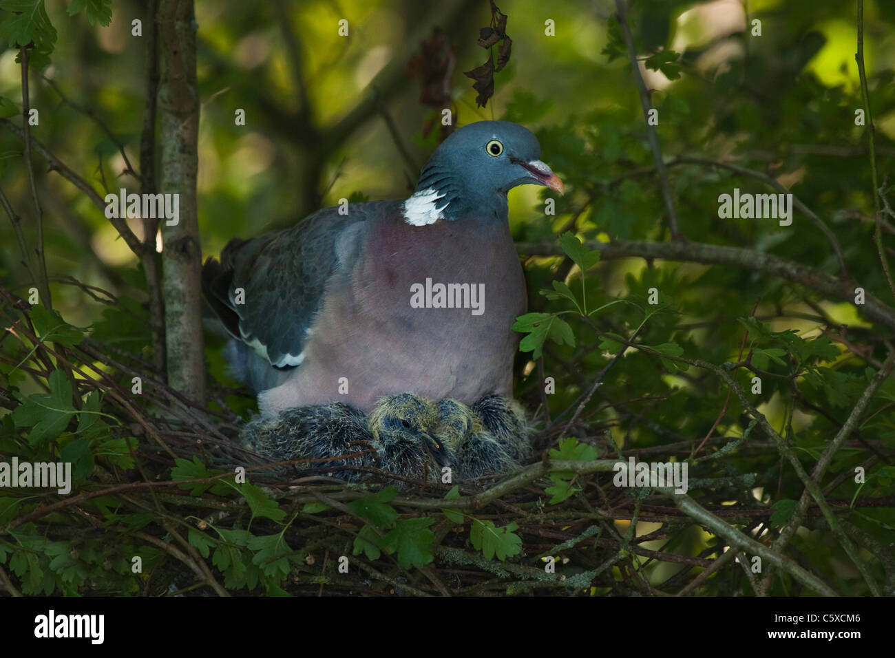 Squab High Resolution Stock Photography And Images Alamy Squab High Resolution Stock Photography And Images Alamy