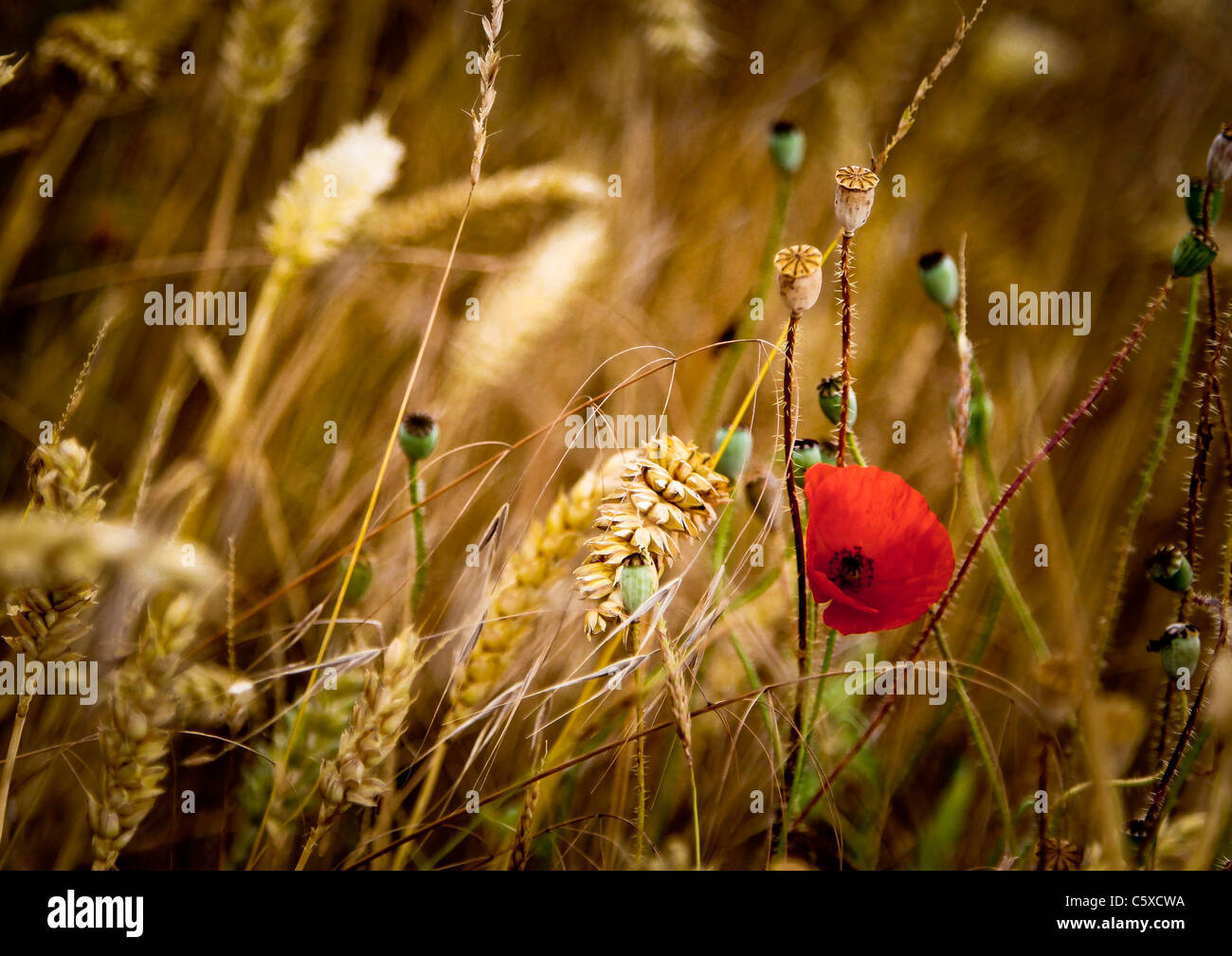 Close up of Poppies growing in a wheat field Stock Photo - Alamy