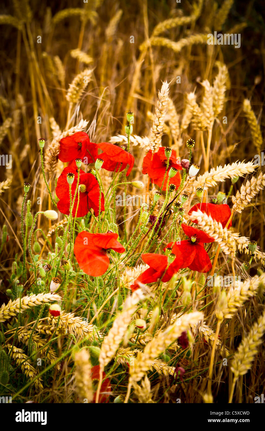 Close up of Poppies growing in a wheat field Stock Photo - Alamy