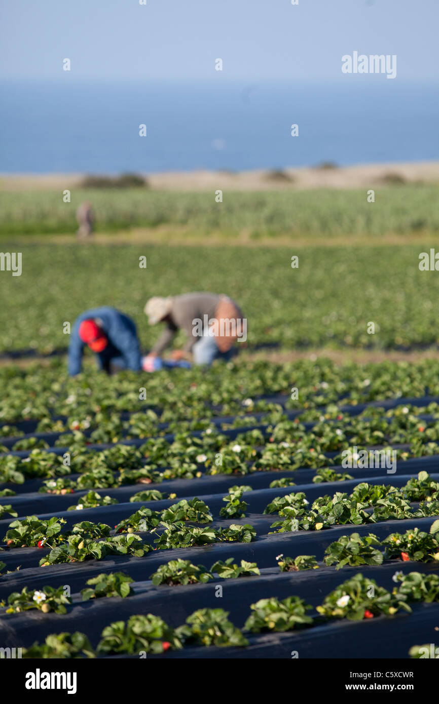 California strawberry farm hires stock photography and images Alamy