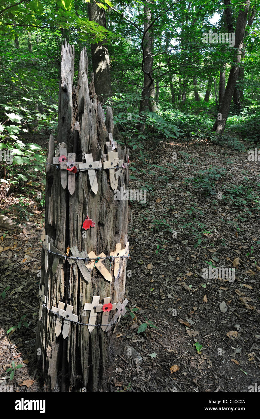 Crosses at original WWI shell-blasted tree showing bullet holes, Sanctuary Wood Museum Hill 62 at Zillebeke, Flanders, Belgium Stock Photo