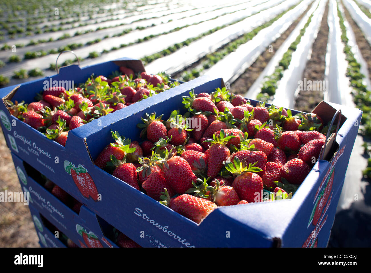 California strawberry farm hires stock photography and images Alamy