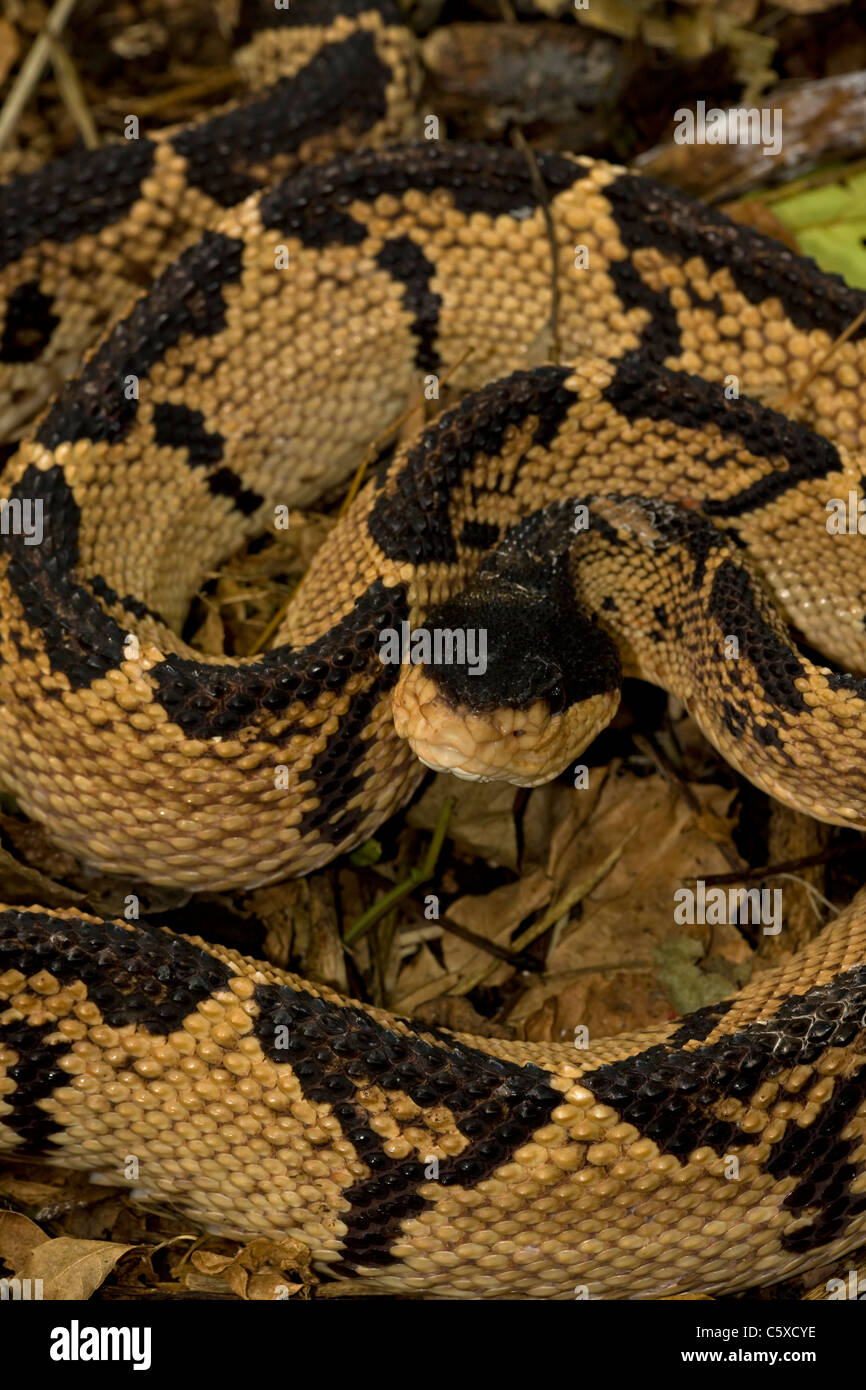 Black-headed Bushmaster - (Lachesis melanocephala) - Costa Rica - captive - Venomous Stock Photo