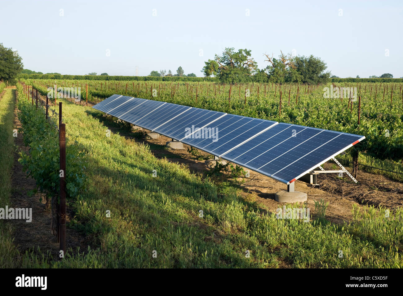 Solar system, vineyard Stock Photo